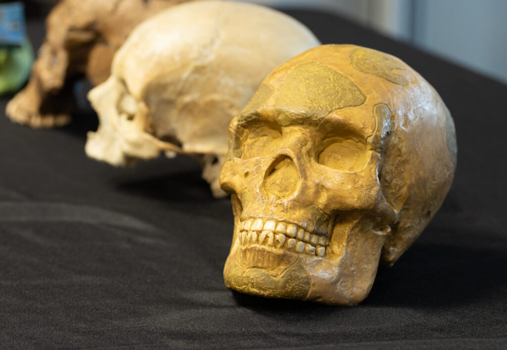 Conférence paléoantropologique gesticulée, musée archeologique du lac de paladru (Isère)