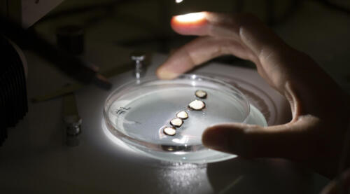 FDS2025 Rhone-Jardin-Botanique-7